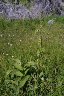 Veratrum viride, whole plant - in flower - general view