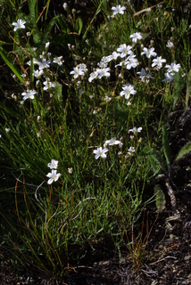 Arenaria capillaris, whole plant - in flower - general view