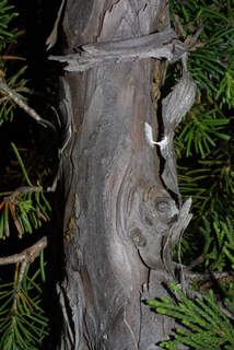 Chamaecyparis nootkatensis, bark - of a small tree or small branch