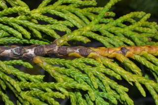 Chamaecyparis nootkatensis, twig - showing attachment of needles