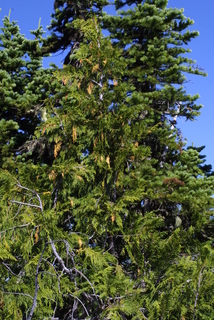 Chamaecyparis nootkatensis, whole tree - general