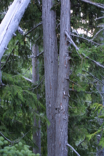 Chamaecyparis nootkatensis, bark - of a large tree