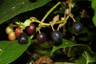 Gaultheria shallon, fruit - as borne on the plant