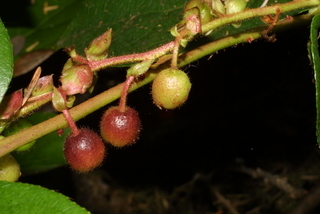 Gaultheria shallon, fruit - immature