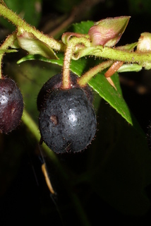 Gaultheria shallon, fruit - lateral or general close-up