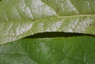 Gaultheria shallon, leaf - margin of upper + lower surface