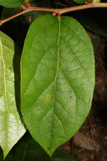 Gaultheria shallon, leaf - whole upper surface