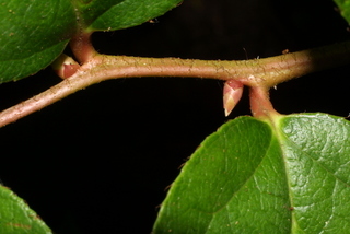 Gaultheria shallon, twig - orientation of petioles