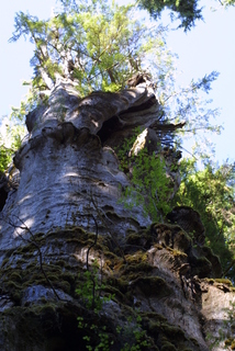 Thuja plicata, whole tree - view up trunk