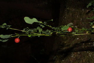 Vaccinium parvifolium, fruit - as borne on the plant