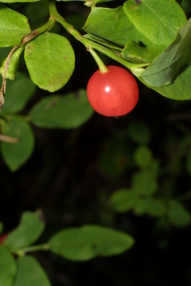 Vaccinium parvifolium, fruit - lateral or general close-up