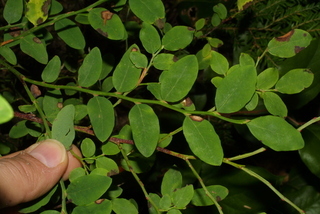 Vaccinium parvifolium, leaf - showing orientation on twig
