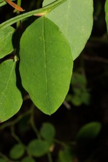 Vaccinium parvifolium, leaf - whole upper surface