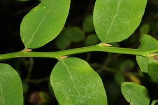Vaccinium parvifolium, twig - orientation of petioles