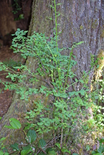 Vaccinium parvifolium, whole tree or vine - general