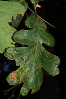Quercus garryana, leaf - whole upper surface