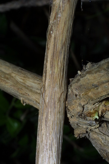 Lonicera involucrata, bark - of a small tree or small branch