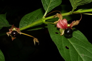 Lonicera involucrata, fruit - as borne on the plant