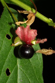 Lonicera involucrata, fruit - lateral or general close-up