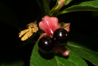 Lonicera involucrata, fruit - lateral or general close-up