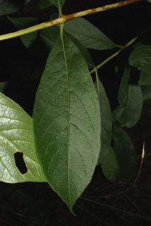 Lonicera involucrata, leaf - whole upper surface
