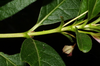 Lonicera involucrata, twig - orientation of petioles