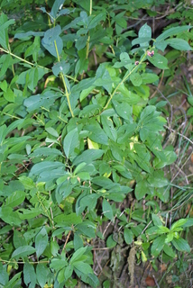 Lonicera involucrata, whole tree or vine - general