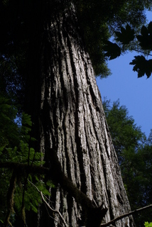 Sequoia sempervirens, bark - of a large tree