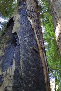 Sequoia sempervirens, bark - unspecified