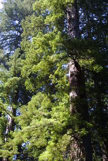 Sequoia sempervirens, whole tree - general