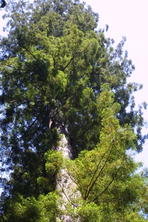 Sequoia sempervirens, whole tree - view up trunk