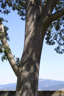 Quercus garryana, bark - of a large tree