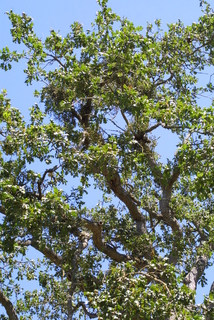 Quercus garryana, whole tree or vine - view up trunk