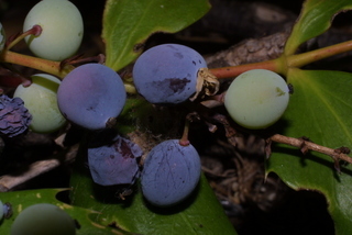 Mahonia nervosa, fruit - lateral or general close-up