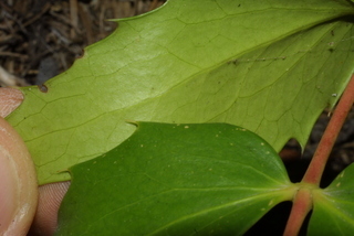 Mahonia nervosa, leaf - margin of upper + lower surface