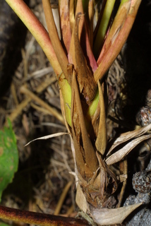 Mahonia nervosa, twig - orientation of petioles