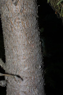 Picea engelmannii, bark - of a small tree or small branch