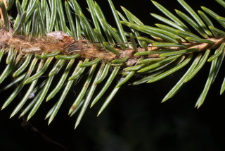 Picea engelmannii, leaf - entire needle