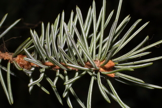 Picea engelmannii, twig - showing attachment of needles