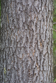 Pinus contorta, bark - of a large tree