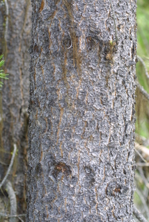 Pinus contorta, bark - of a small tree or small branch