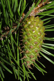 Pinus contorta, cone - female - closed