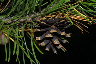 Pinus contorta, cone - female - mature open