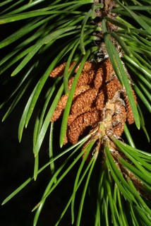 Pinus contorta, cone - male