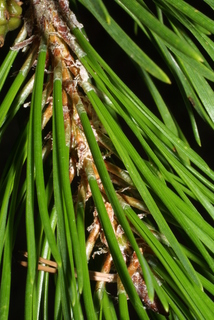 Pinus contorta, leaf - entire needle