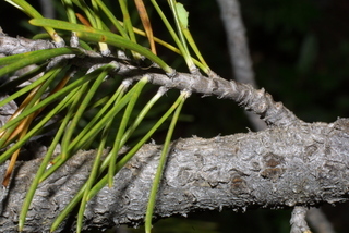 Pinus contorta, twig - showing attachment of needles