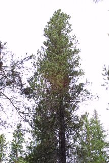 Pinus contorta, whole tree - general