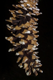 Pinus monticola, cone - female - mature open