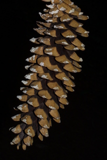 Pinus monticola, cone - female - mature open