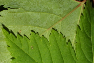 Acer glabrum, leaf - margin of upper + lower surface